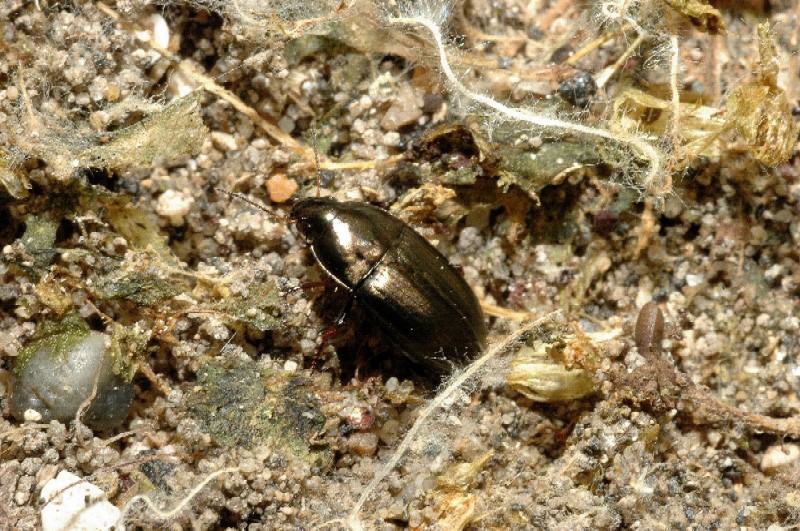 Chrysolina bankii