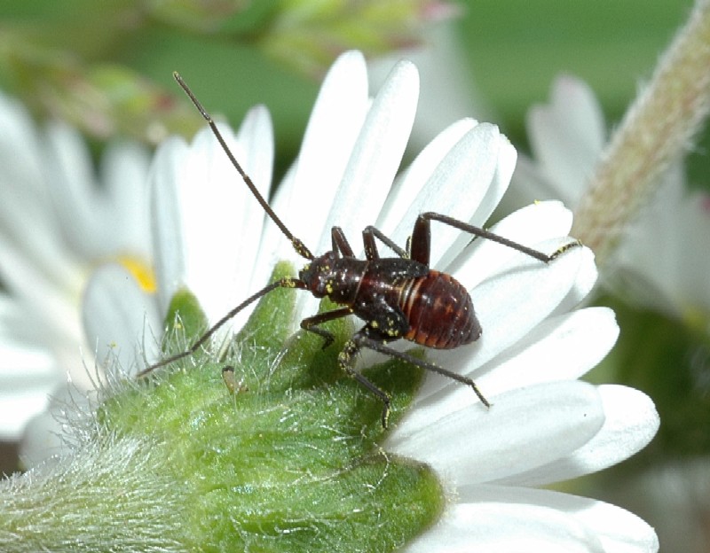 neanide di Reduvidae