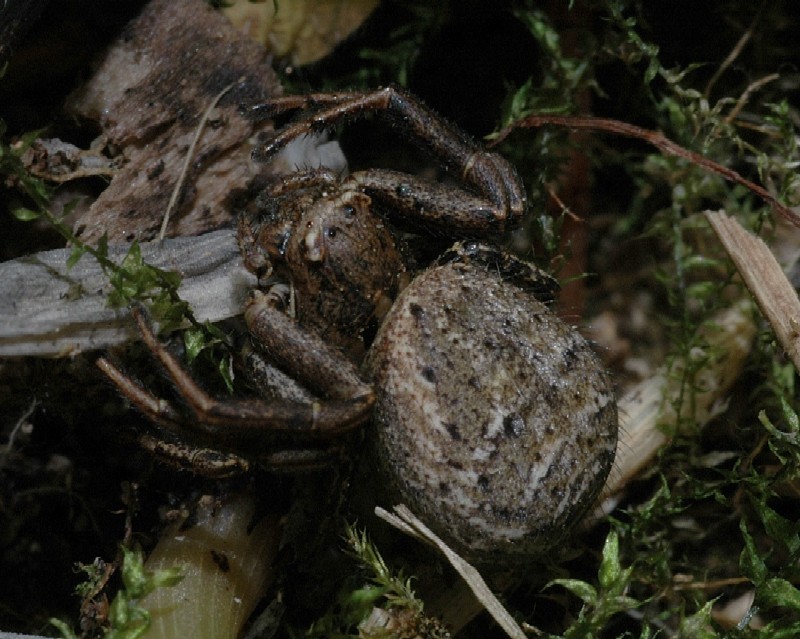 Amaurobius sp. e Xysticus sp.