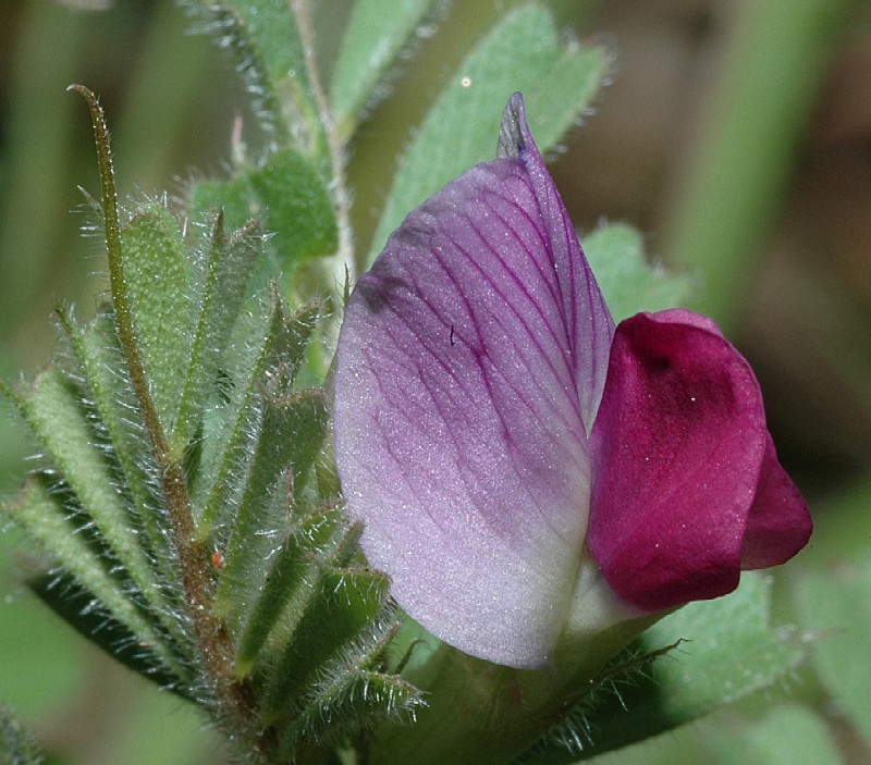 Vicia gr. sativa / Veccia