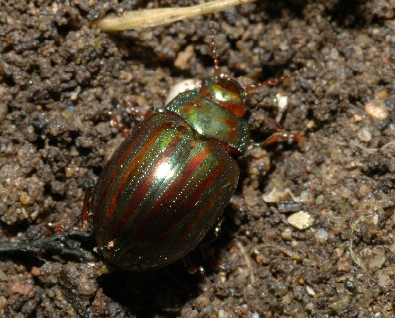 Bellissimo Crisomelide Chrysolina americana