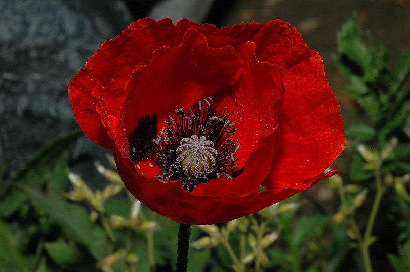 Cosa diventer? Papaver rhoeas