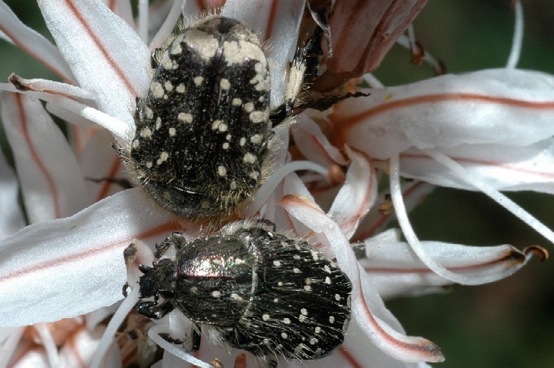 Coleotteri pelosi: Tropinota hirta e Oxythyrea funesta