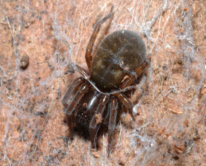 Amaurobius sp. e Xysticus sp.