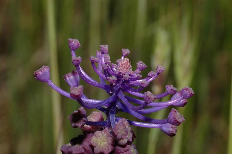 Muscari comosum / Lampagione