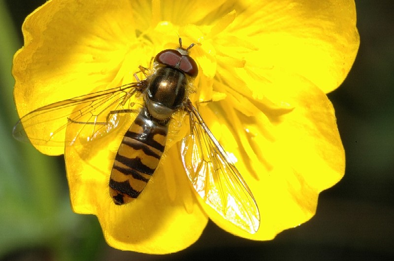 Episyrphus balteatus