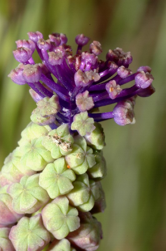 Muscari comosum / Lampagione