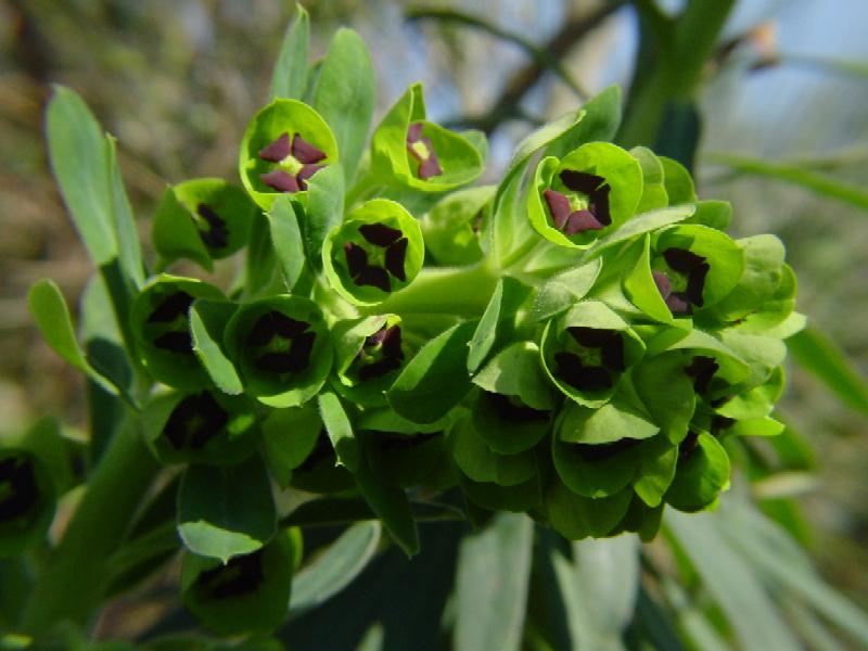 Euphorbia characias / Euforbia cespugliosa