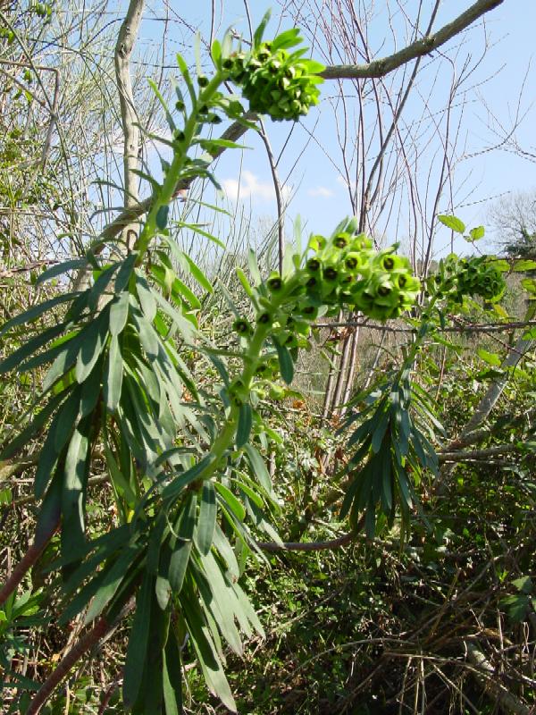 Euphorbia characias / Euforbia cespugliosa