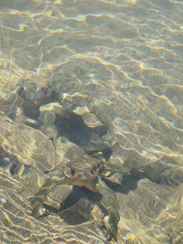 Monti della Tolfa: Rio fiume