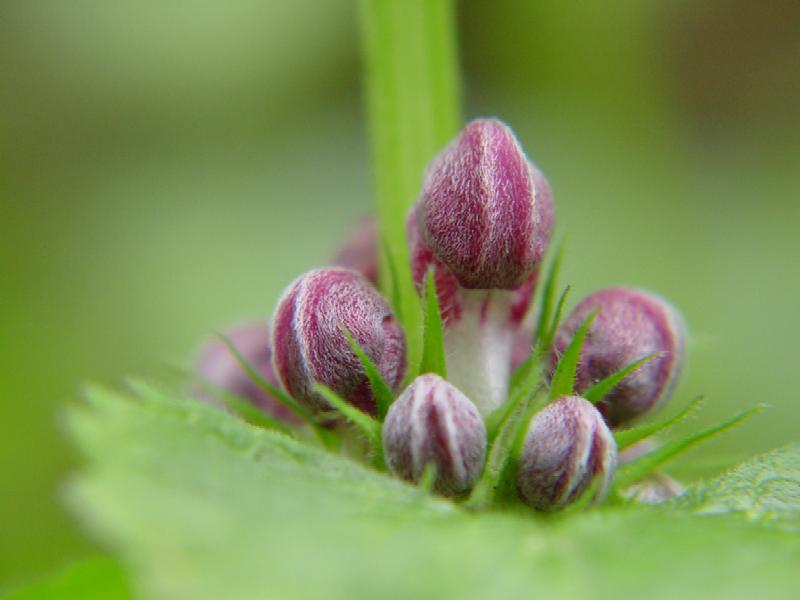 Lamium purpureum / Falsa ortica purpurea
