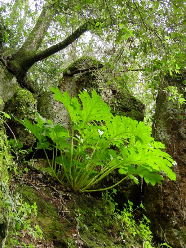 Nei pressi della necropoli di Cerveteri