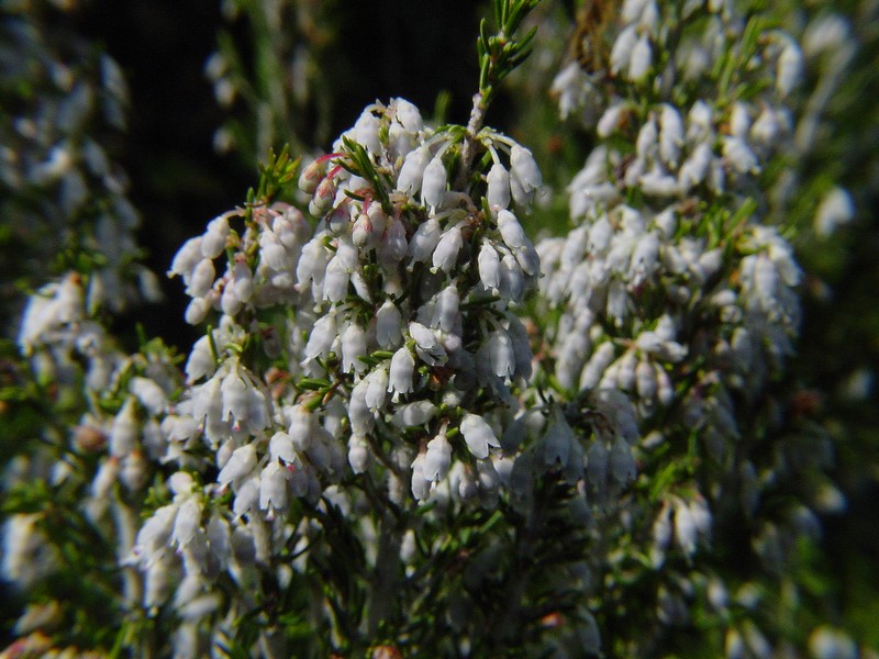Piante in fiore