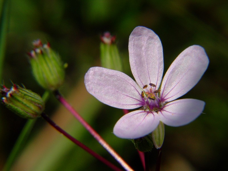 Erodium cicutarium / Becco di gr comune