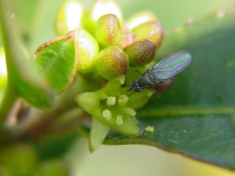 Piante in fiore