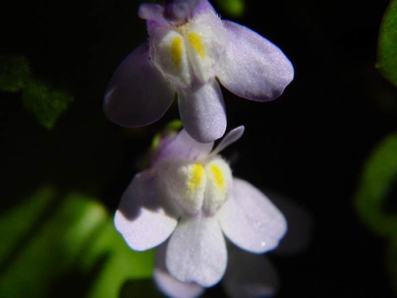 Cymbalaria muralis / Ciombolino comune