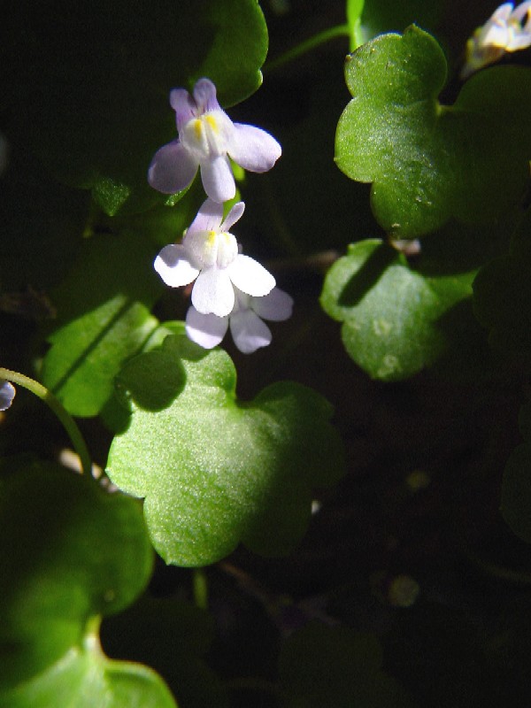 Cymbalaria muralis / Ciombolino comune