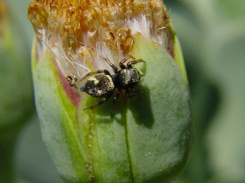 Heliophanus sp. e Salticus scenicus