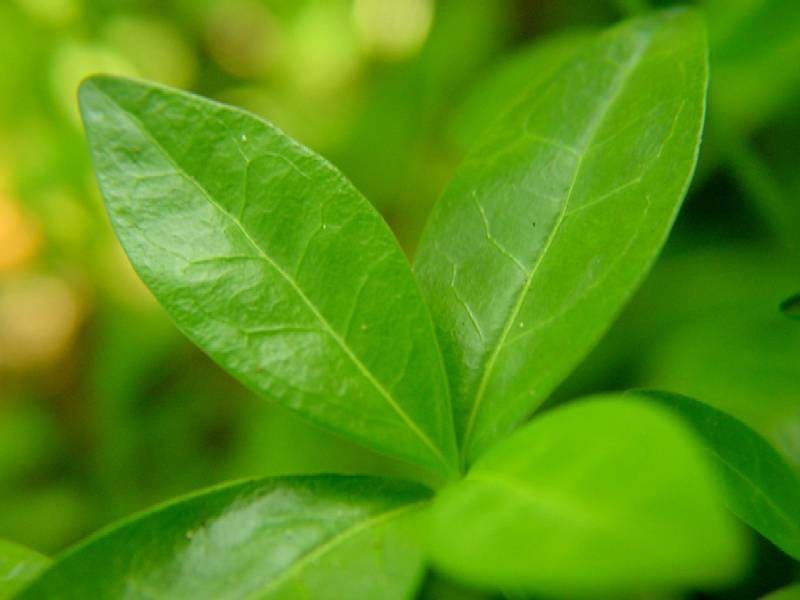 Vinca major & minor / Pervinca maggiore e minore