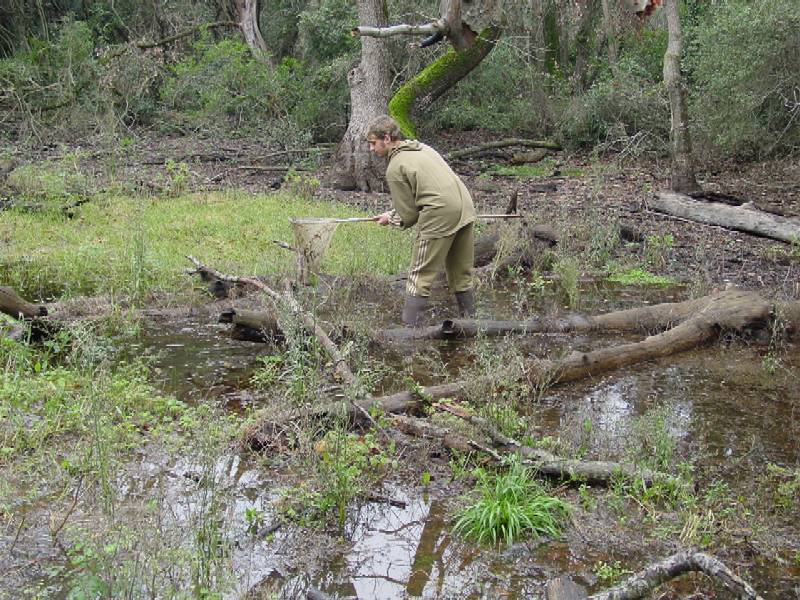 Ricerca sul tritone punteggiato Lissotriton vulgaris