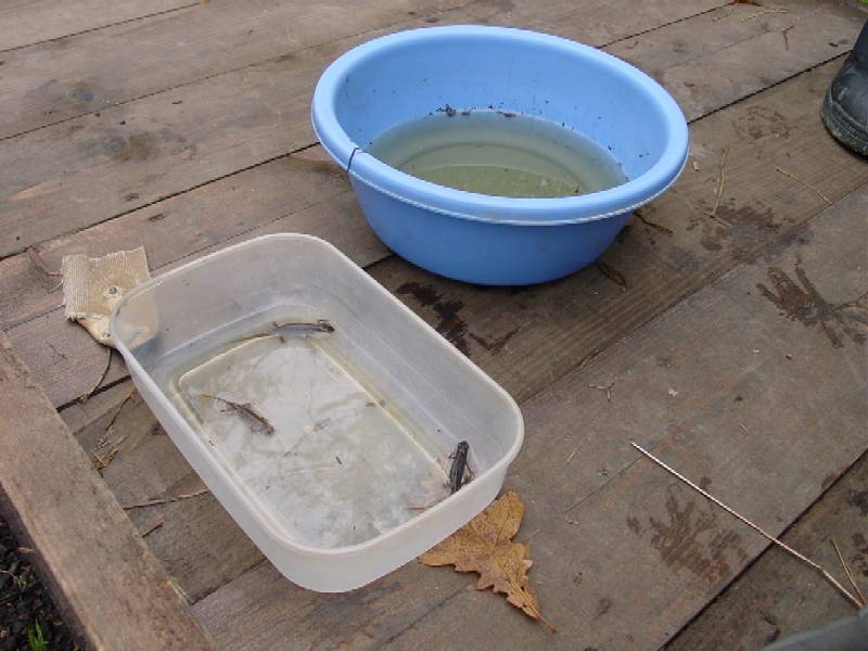 Ricerca sul tritone punteggiato Lissotriton vulgaris