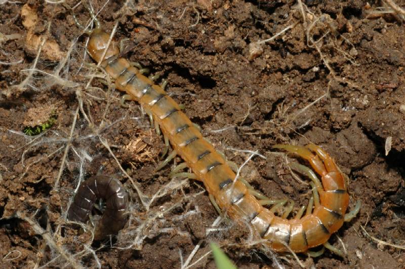 Scolopendra cingulata? No. Scolopendra oraniensis