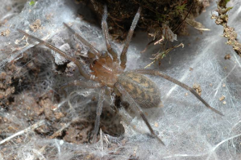 Agelenidae