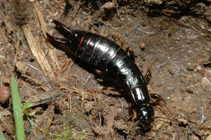 Guanchia pubescens