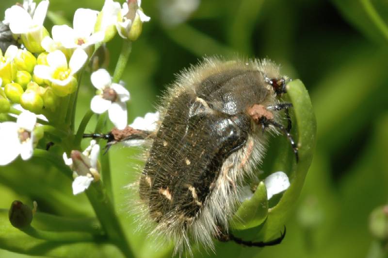 Coleotteri pelosi: Tropinota hirta e Oxythyrea funesta