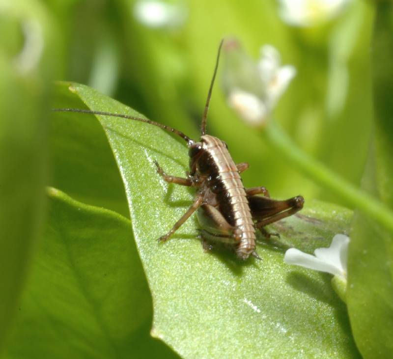 piccola cavalletta: Eupholidoptera