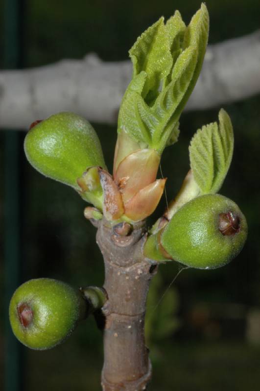 Fichi....