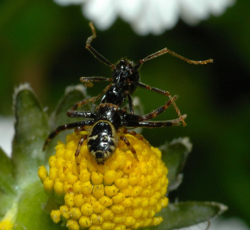 Sequenza di caccia: Synaema globosum