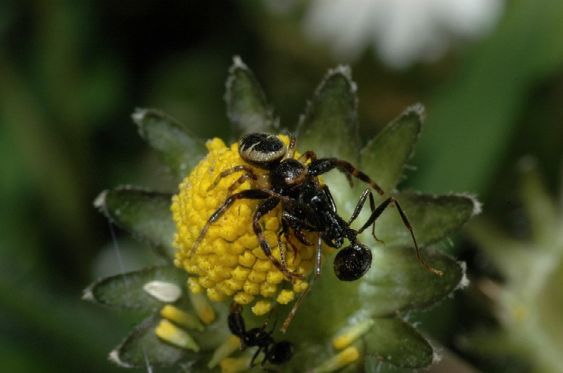 Sequenza di caccia: Synaema globosum