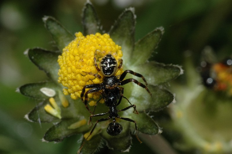 Sequenza di caccia: Synaema globosum