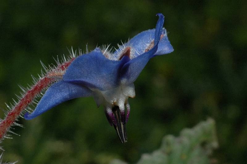 Borago officinalis / Borragine comune