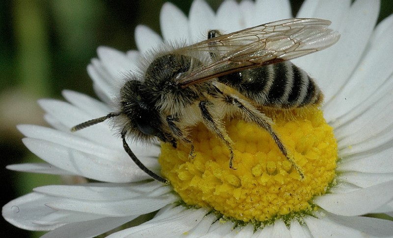 altri imenotteri: Nomada sp. e Andrena flavipes