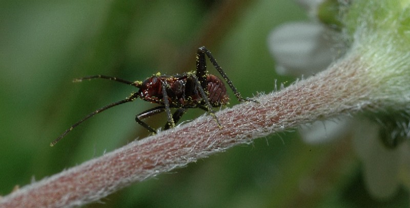 neanide di Reduvidae