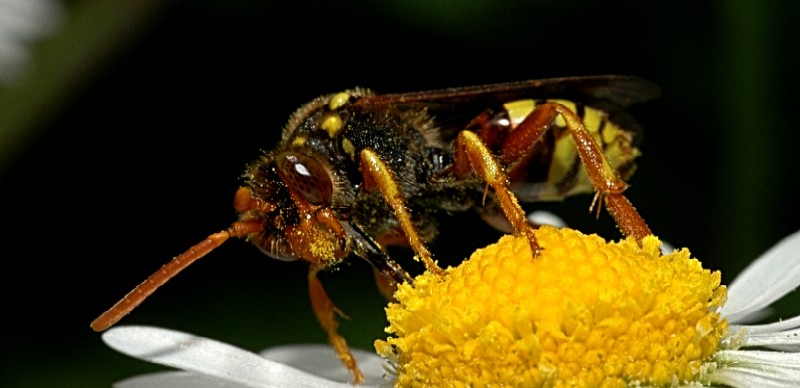 altri imenotteri: Nomada sp. e Andrena flavipes