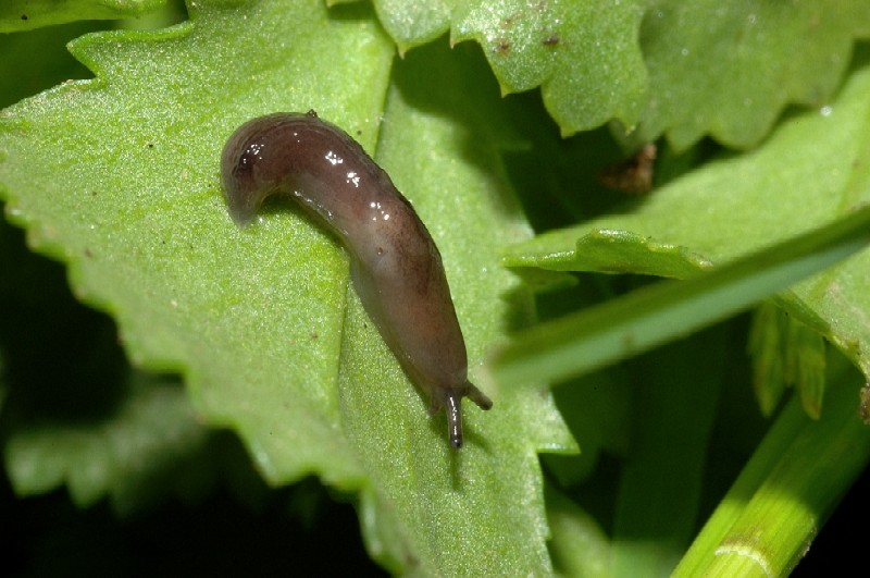 Deroceras sp., Tandonia sowerbyi