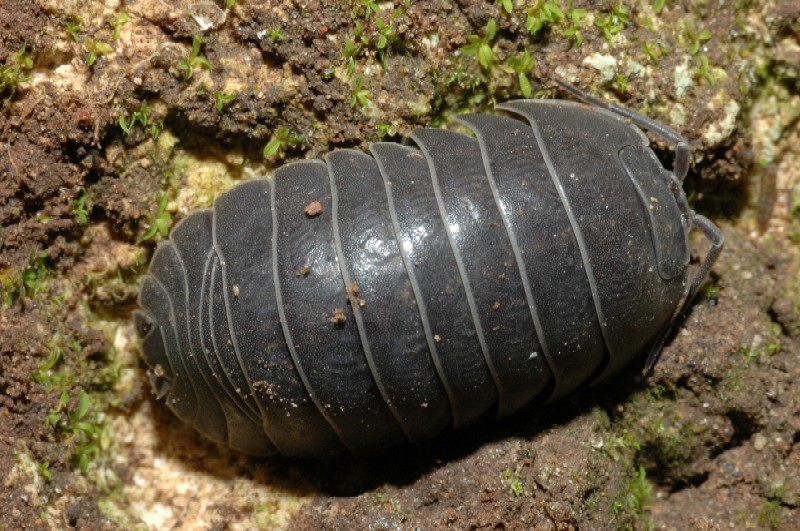 Armadillidium vulgare e Oniscus asellus