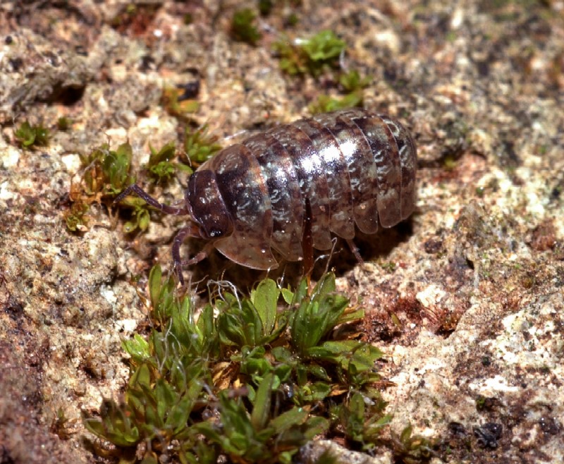 Armadillidium vulgare e Oniscus asellus
