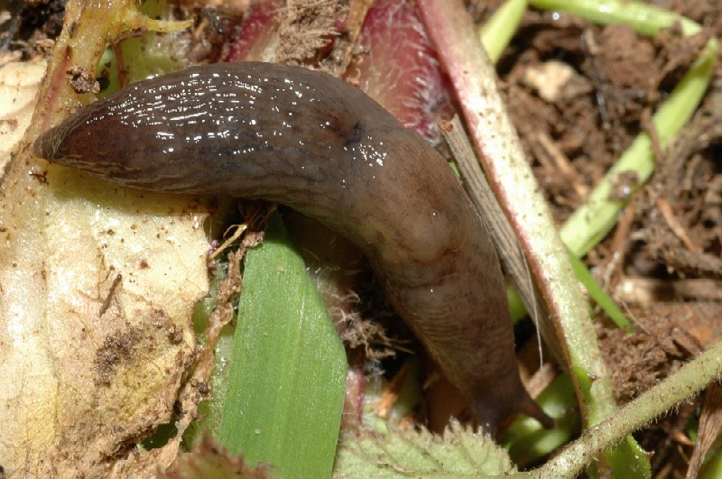 Deroceras sp., Tandonia sowerbyi