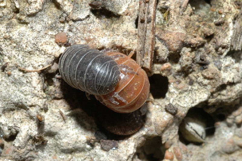 Armadillidium vulgare e Oniscus asellus