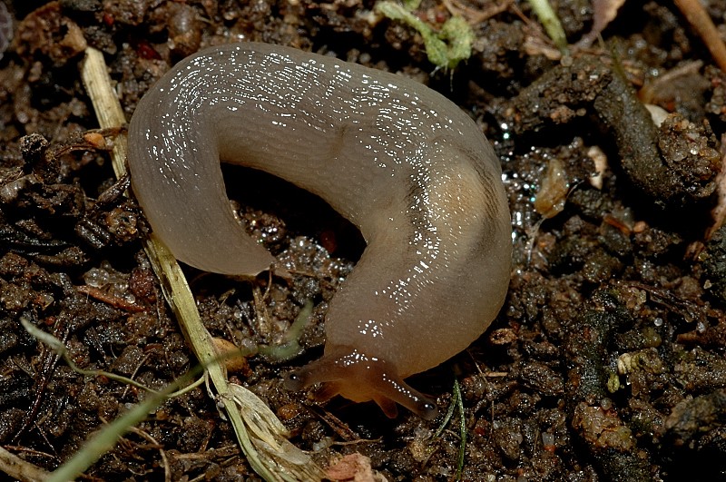 Deroceras sp., Tandonia sowerbyi