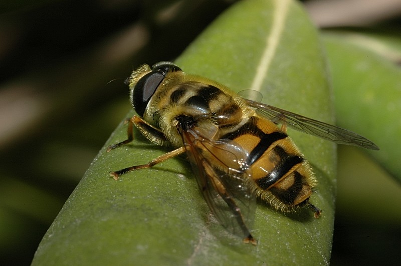 Volucella zonaria, Milesia crabroniformis e Myathropa florea