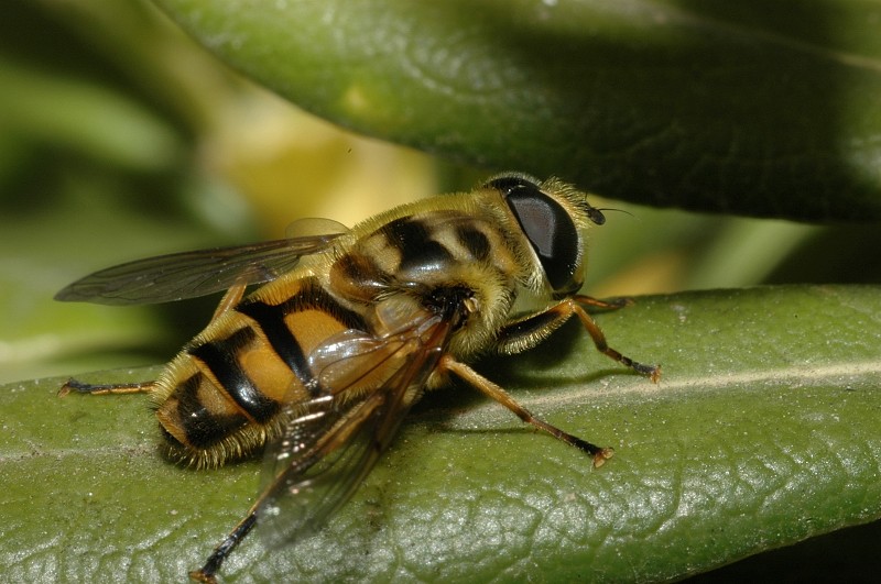 Volucella zonaria, Milesia crabroniformis e Myathropa florea