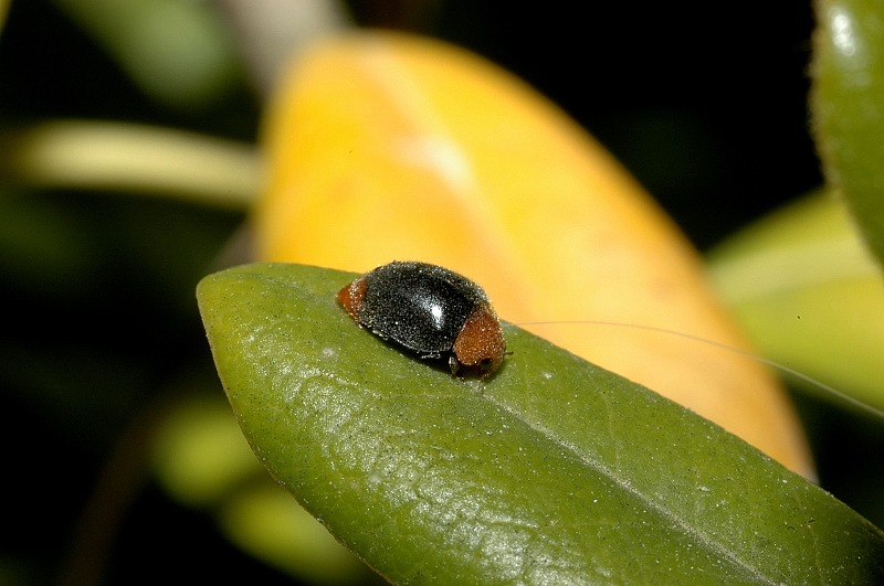 Cryptolaemus montrouzieri, Coccinellidae