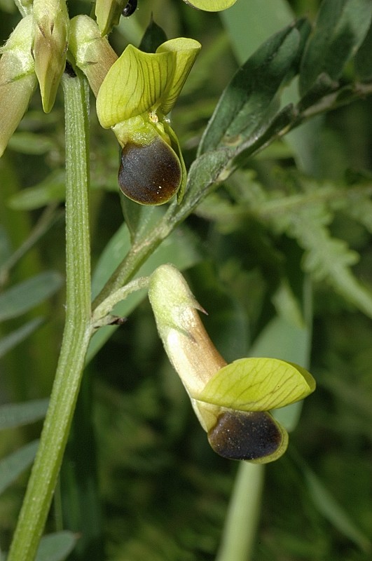 Vicia melanops / Veccia macchiata