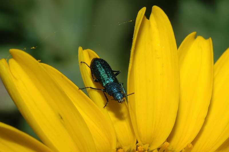 Coleotteri d''aprile: Crioceris, Psilothrix e Pyrochroa