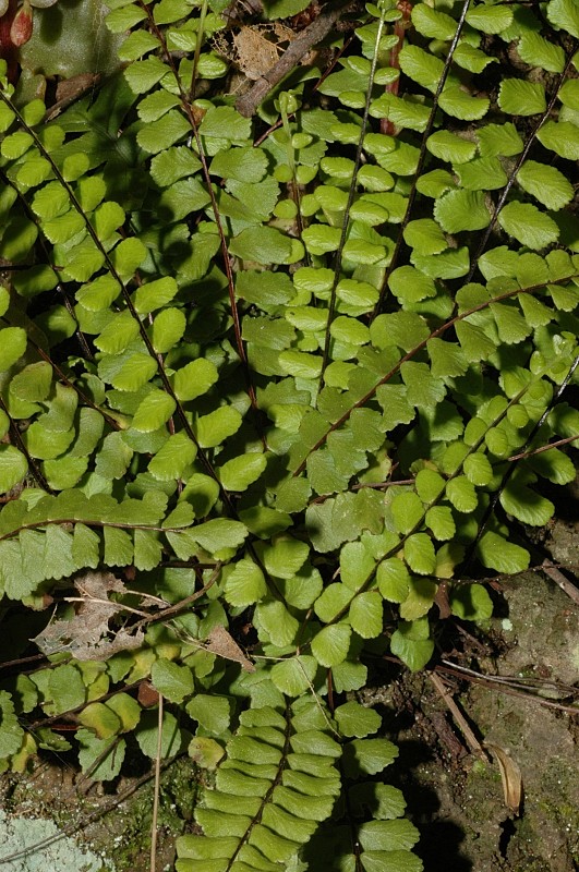 Asplenium trichomanes